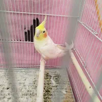 عروس هلندی|پرنده|کاشمر, |دیوار