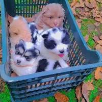 پامر هاسکی مینیاتوری