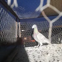 کبوتر گرفتنی|پرنده|سبزوار, قصبه شرقی|دیوار