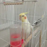 عروس هلندی نرتک