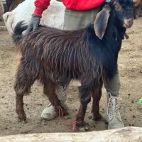 بزغاله چاق سالم به شرط