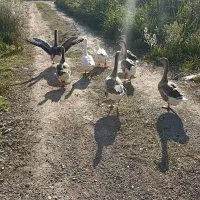 قوغاز و غاز محلی|حیوانات مزرعه|رشت, شهرک صنعتی|دیوار