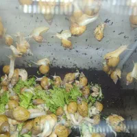 حلزون|خزنده|سمنان, |دیوار