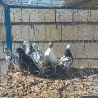 کفتر پرشی ۶ عدد