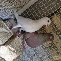 کبوتر پلاکی