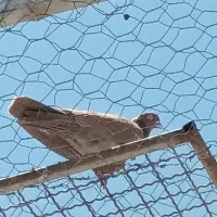 کبوتر پرشی انگلیسی