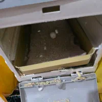 یک جفت عروس هلندی وایت فیس بالغ|پرنده|خورموج, |دیوار