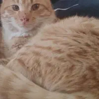 واگذاری گربه رایگان مهربون وبقلی|گربه|تهران, افسریه شمالی|دیوار