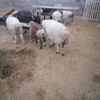 کوهه شیشک چاق|حیوانات مزرعه|زرقان, |دیوار