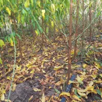 فروش انواع نهال|خدمات باغبانی و درختکاری|شهرکرد, |دیوار