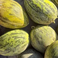 خربزه و هندوانه شیرین