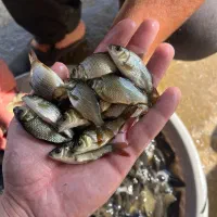 فروش انواع بچه ماهی ها