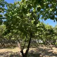 باغ شهری / نقدواقساط / فاروق