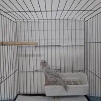 قناری سیلور نر|پرنده|قرچک, زیبا شهر|دیوار