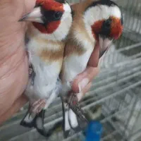 سهره باغی|پرنده|کوهدشت, |دیوار