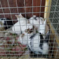 بچه خرگوش و خرگوش بزرگ  مرغ و خروس معاوضه با پرنده|موش و خرگوش|زاهدان, |دیوار