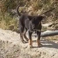 واگذاری ژرمن ورک چهار ماهه و ماده اشپیتز دوساله