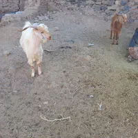 دو عدد بزغاله نرو ماده و ۲ تا بره ماده سبک|حیوانات مزرعه|تربت‌حیدریه, منصوریه|دیوار