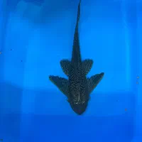 ماهی|ماهی|قم, انصار‌الحسین|دیوار