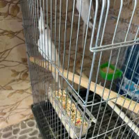 طوطی عروس البینو سفید خالص جفت خورده تعویض با سره|پرنده|کرج, دهقان ویلا|دیوار