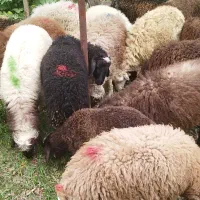 فروش گوسفند و بز مخصوصا قوچ برای تخمی گله