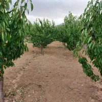 فروش زمین  گلشن آباد .بان