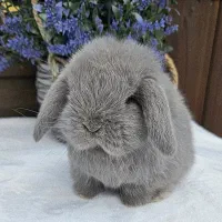خرگوش لوپ بریتیش سوپرفلت|موش و خرگوش|شیراز, ارم|دیوار