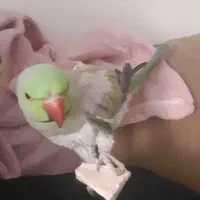 طوطی ملنگو|پرنده|یاسوج, |دیوار