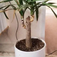 یوکا تنه دار