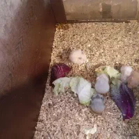 دنیای همستر|موش و خرگوش|اصفهان, ناصرخسرو|دیوار