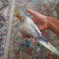 عروس هلندی|پرنده|شاهین‌شهر, گرگاب|دیوار