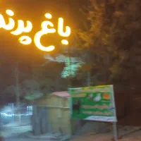 خرید و فروش ومعاوضه وپانسیون وواگذاریه انواع پرنده|پرنده|شاندیز, |دیوار