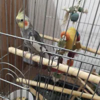 عروس هلندی نر