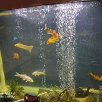 ماهی کوی زیبا در سایز مختلف|ماهی|رشت, علی آباد|دیوار