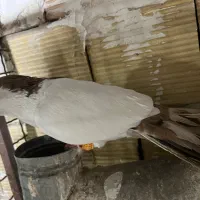 کبوتر کفتر خال دم هفترنگ