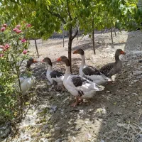 غاز محلی
