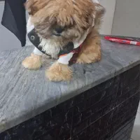 توله سگ نره شیتزو|سگ|شهریار, کرد امیر|دیوار