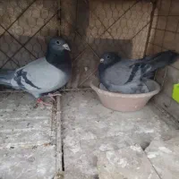 پلاکی مسابقه ای