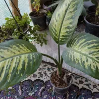 گل طبیعی|گل و گیاه طبیعی|شهرکرد, |دیوار