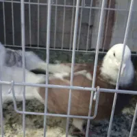 کبوتر مایه پرشی