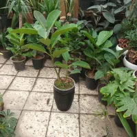 گل برگ عبایی و فیکوس