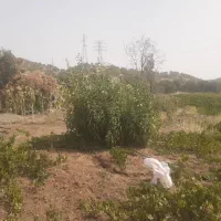 باغ وزمین کشاورزی