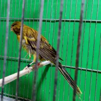 قناری رسمی بلند  وموزایکی نر و ماده آماده جفت|پرنده|اندیشه, شهرک المهدی|دیوار