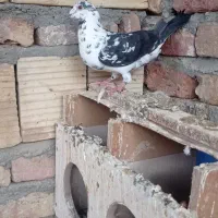 کبوتر بزک