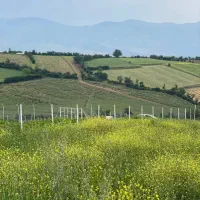 1000متر زمین سند تک برگ خوش قواره دوبر|فروش زمین و ملک کلنگی|توتکابن, |دیوار