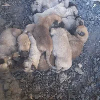 سگ  نر ماده توله