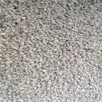 فروش گندم آبی درجه یک|خوردنی و آشامیدنی|گلپایگان, |دیوار