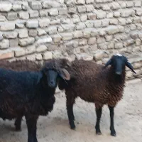 3 عدد بره ماده کردی قلم دار مقبول|حیوانات مزرعه|مشهد, قائم|دیوار