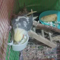 عروس هلندی با جوجه|پرنده|محمدیه-قزوین, |دیوار