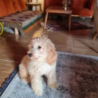 واگذاری سگ پودل